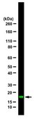 Anti-phospho Histone H3 (Ser10) Antibody, Alexa Fluor™ 488 Conjugate from rabbit, ALEXA FLUOR™ 488