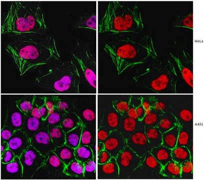 Anti-Replication Protein A Antibody, clone RPA34-20 clone RPA34-20, from mouse