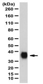 Anti-Surfactant Protein A Antibody from rabbit