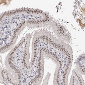 Anti-ANAPC11 antibody produced in rabbit Prestige Antibodies® Powered by Atlas Antibodies, affinity isolated antibody, buffered aqueous glycerol solution