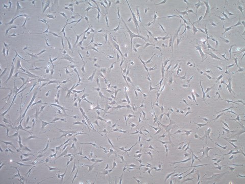 やすあきページ ウシ胎児血清 US Origin, Mesenchymal Stem Cell Qualified FBS