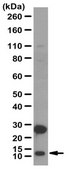 Anti-SDHD (CybS) Antibody from rabbit, purified by affinity chromatography