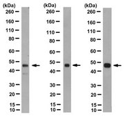 Anti-nonphospho-GSK3 (Ser9) Antibody, beta specific Antibody, clone 12B2 clone 12B2, from mouse
