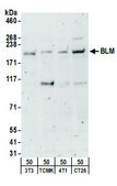 Rabbit anti-BLM Antibody, Affinity Purified Powered by Bethyl Laboratories, Inc.