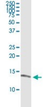 Monoclonal Anti-ISCA1 antibody produced in mouse clone 1A11, purified immunoglobulin, buffered aqueous solution