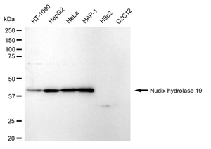 Anti Nudix Hydrolase 19 Antibody, clone 24GB150, Rabbit Monoclonal clone 24GB150, recombinant rabbit monoclonal, expressed in HEK293 cells