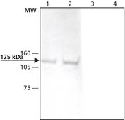 Anti-Nap1 (N-terminal) antibody produced in rabbit ~1 mg/mL, affinity isolated antibody, buffered aqueous solution