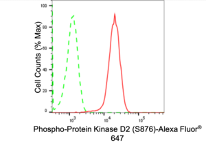 Anti-phospho-Protein Kinase D2 (Ser876) Antibody, clone 24GB1655, Rabbit Monoclonal clone 24GB1655, recombinant rabbit monoclonal, expressed in HEK293 cells