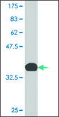 Monoclonal Anti-MARCH6 antibody produced in mouse clone 1A5, purified immunoglobulin, buffered aqueous solution