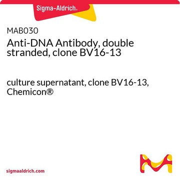 Anti-DNA Antibody, double stranded, clone BV16-13 culture supernatant, clone BV16-13, Chemicon&#174;