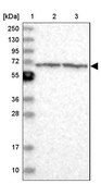 Anti-ENO4 antibody produced in rabbit Prestige Antibodies® Powered by Atlas Antibodies, affinity isolated antibody, buffered aqueous glycerol solution
