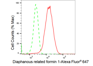 KD-Validated Anti Diaphanous related formin 1 Antibody, clone 23GB1990, Rabbit Monoclonal clone 23GB1990, recombinant rabbit monoclonal, expressed in HEK293 cells