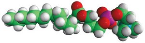 15:0 Lyso PC 1-pentadecanoyl-2-hydroxy-sn-glycero-3-phosphocholine, powder