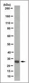 Anti-SNAP-25 Antibody, clone SP14 (Ascites Free) clone SP14, from mouse