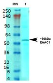 Monoclonal Anti-Clcn3 - Fitc antibody produced in mouse clone S258-5, purified immunoglobulin
