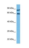 Anti-MCOLN1 antibody produced in rabbit affinity isolated antibody