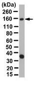 Anti-Cohesin subunit SA-2 Antibody from rabbit, purified by affinity chromatography