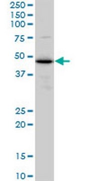 Anti-TXNDC4 Mouse mAb (3C7) liquid, clone 3C7, Calbiochem&#174;