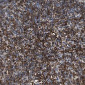 Anti-CD300C antibody produced in rabbit Prestige Antibodies® Powered by Atlas Antibodies, affinity isolated antibody, buffered aqueous glycerol solution