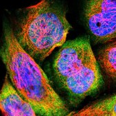 Anti-HSPA4 antibody produced in rabbit Prestige Antibodies® Powered by Atlas Antibodies, affinity isolated antibody, buffered aqueous glycerol solution