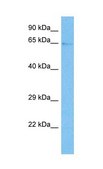 Anti-TGFBR2 antibody produced in rabbit IgG fraction of antiserum
