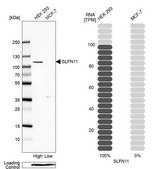 Anti-SLFN11 antibody produced in rabbit Prestige Antibodies® Powered by Atlas Antibodies, affinity isolated antibody, buffered aqueous glycerol solution