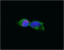 Anti-PML Isoform II Antibody, clone 1A8.1 clone 1A8.1, from mouse