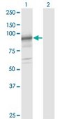 Monoclonal Anti-SLC39A10 antibody produced in mouse clone 1F6, purified immunoglobulin, buffered aqueous solution