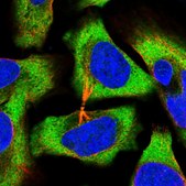 Anti-EIF3E antibody produced in rabbit Prestige Antibodies® Powered by Atlas Antibodies, affinity isolated antibody, buffered aqueous glycerol solution