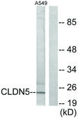 Anti-Claudin 5, C-Terminal antibody produced in rabbit affinity isolated antibody