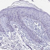 Anti-SH3BGR antibody produced in rabbit Prestige Antibodies® Powered by Atlas Antibodies, affinity isolated antibody, buffered aqueous glycerol solution