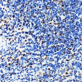 Anti-CRM1/XPO1 antibody produced in rabbit
