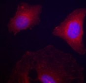 Anti-Phospho-GSK3B-Y216 antibody produced in rabbit