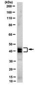 Anti-Septin-3 Antibody, clone 5C1.2 clone 5C1.2, from mouse