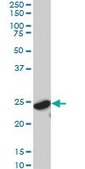 Monoclonal Anti-YWHAG antibody produced in mouse clone 6A10, purified immunoglobulin, buffered aqueous solution