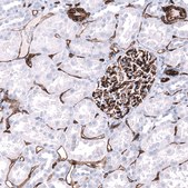 Monoclonal Anti-CDH13 antibody produced in mouse Prestige Antibodies® Powered by Atlas Antibodies, clone CL15368, purified antibody (Protein A)
