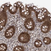 Anti-DNAJC9 antibody produced in rabbit Prestige Antibodies® Powered by Atlas Antibodies, affinity isolated antibody, buffered aqueous glycerol solution