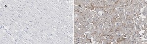 Anti-Connexin 43 Antibody, clone 5H23, ZooMAb® Rabbit Monoclonal recombinant, expressed in HEK 293 cells