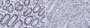 Anti-RBPJ Antibody, clone 2D10 ZooMAb® Rabbit Monoclonal recombinant, expressed in HEK 293 cells