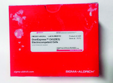 OverExpress™ C41(DE3) Electrocompetent Cells for the highest protein expression