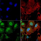 Monoclonal Anti-Synaptotagmin-7 - Atto 390 antibody produced in mouse clone S275-14, purified immunoglobulin