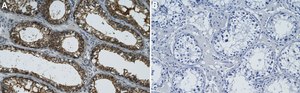 Anti-β Tubulin Antibody, clone AA2 ZooMAb® Mouse Monoclonal recombinant, expressed in HEK 293 cells