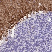 Anti-FAM107A antibody produced in rabbit Prestige Antibodies® Powered by Atlas Antibodies, affinity isolated antibody, buffered aqueous glycerol solution