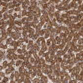 Anti-SDCBP antibody produced in rabbit Prestige Antibodies® Powered by Atlas Antibodies, affinity isolated antibody, buffered aqueous glycerol solution