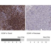 Anti-CCNF antibody produced in rabbit Prestige Antibodies® Powered by Atlas Antibodies, affinity isolated antibody