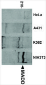 Anti-MADD antibody produced in rabbit IgG fraction of antiserum, buffered aqueous solution