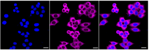 KD-Validated Anti Diaphanous related formin 1 Antibody, clone 23GB1990, Rabbit Monoclonal clone 23GB1990, recombinant rabbit monoclonal, expressed in HEK293 cells