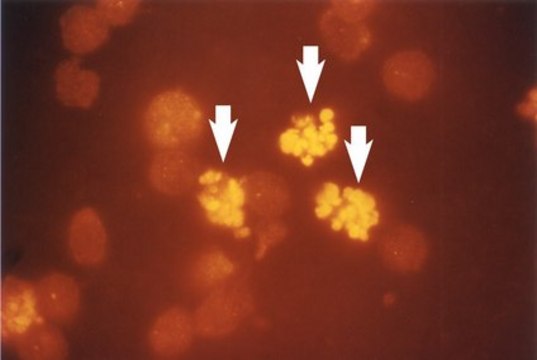Anti-phospho-Histone H2B (Ser14) Antibody serum, Upstate&#174;