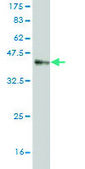 Monoclonal Anti-MARCKSL1 antibody produced in mouse clone 8C8, purified immunoglobulin, buffered aqueous solution