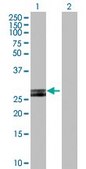 Anti-HLA-DOB antibody produced in rabbit purified immunoglobulin, buffered aqueous solution